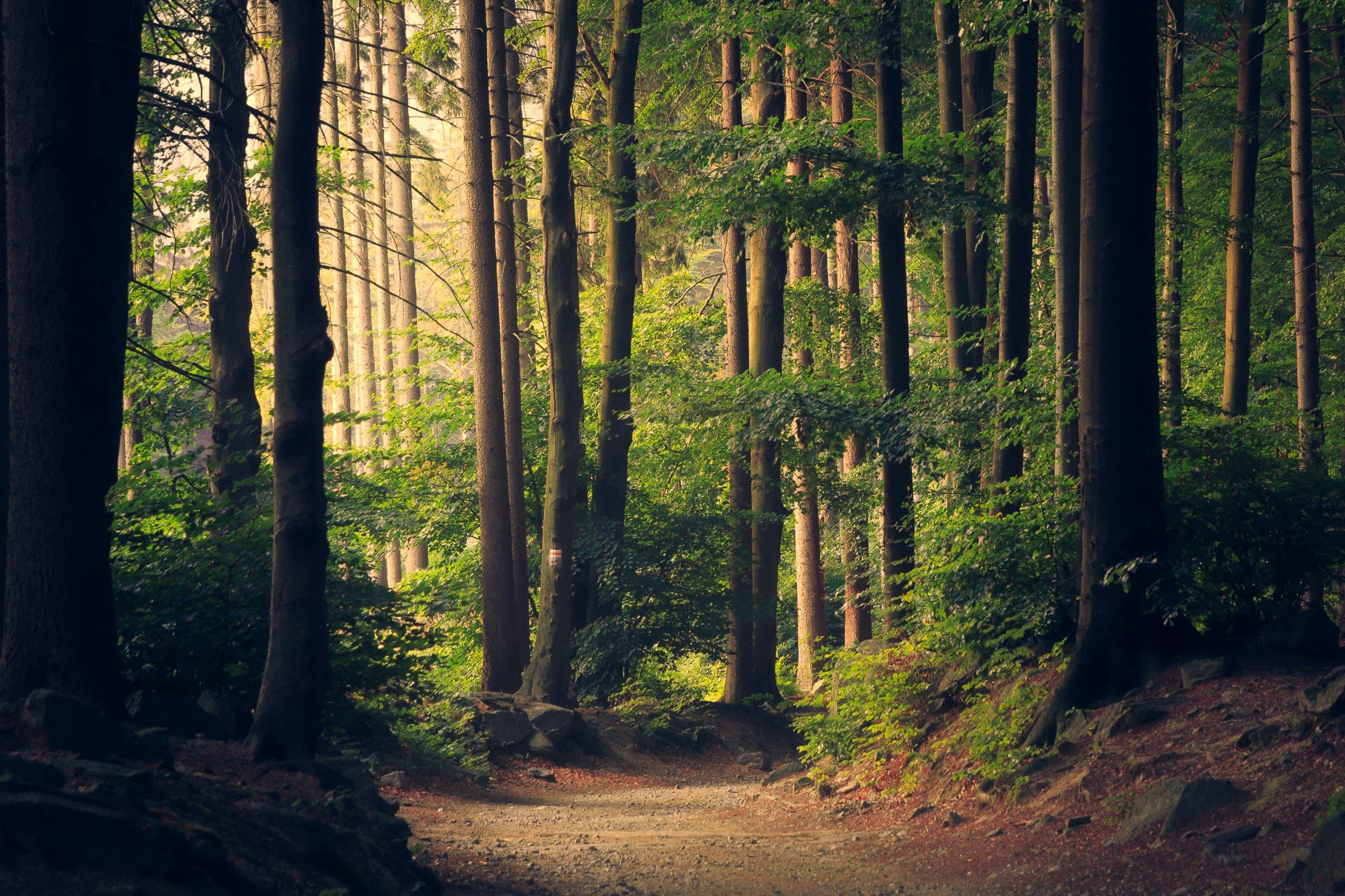 Ethereal forest path